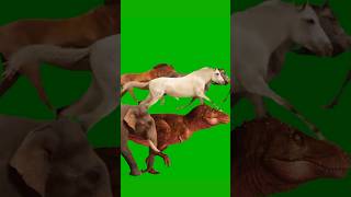 All Real 3D Animal Stampede Green Screen All 3D Animal Running Walking