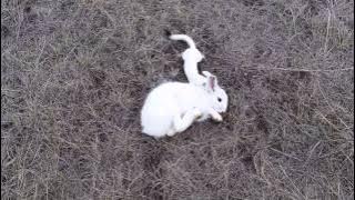 Weasel vs Rabbit. Referee in charge: Moose