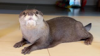 ぺったんこカワウソの秘密を解明していく！ Unraveling the secrets of the flattened otter!