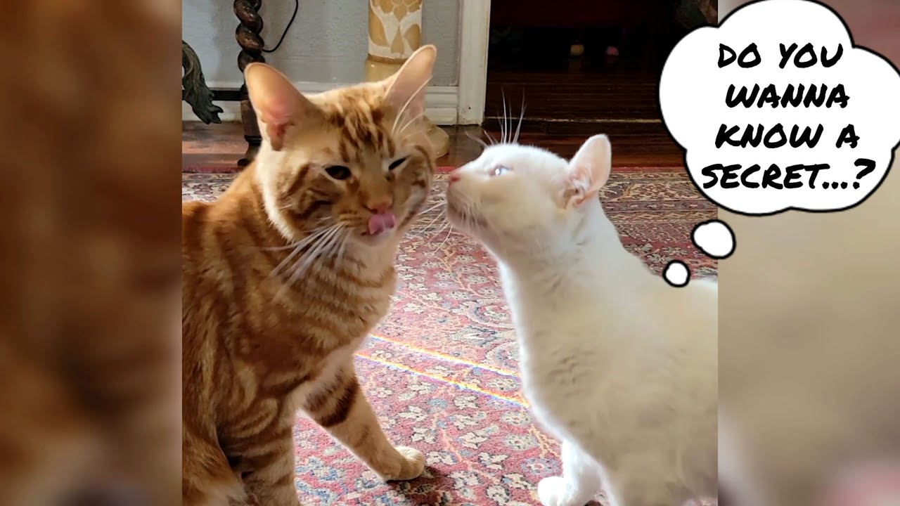 Most innocent cat confession - YouTube
