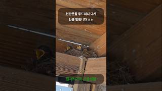 시골남자 달재지기의 나 홀로 시골생활 #처마밑 #새둥지