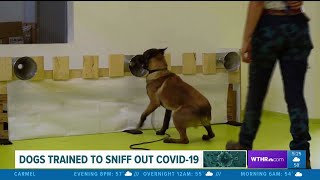 COVID-19: Coronavirus Sniffing Dogs, Elevator Floor Buttons