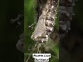 Painted Lady Butterfly - Caterpillar to chrysalis | watch it TRANSFORM