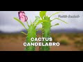 Tips de como cuidar del Cactus Candelabro 1080p