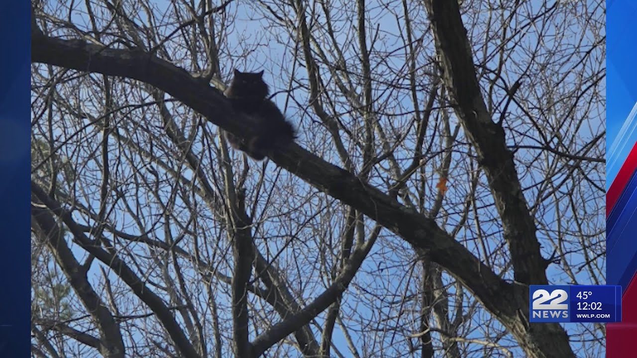 Cat stuck in tree rescued by Chicopee firefighters - YouTube