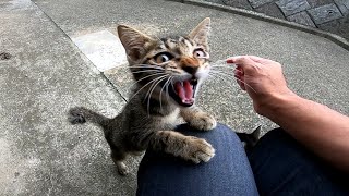 While patting a kitten at the park, it happily climbed up on my knees