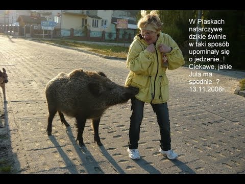 Polowanie na Dziki . STRZAŁ DO DZIKA W DZIEŃ || wild boar Hunting.