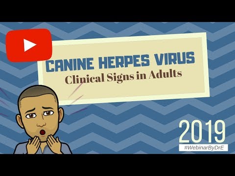 Canine Herpes Virus : Clinical Signs in the Adults (2019)