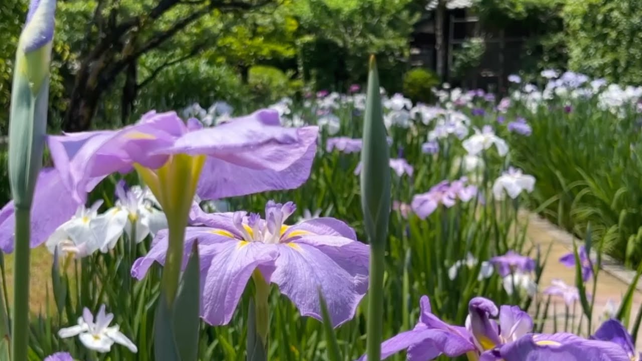 2024/05/21 菖蒲五分咲き 名勝天赦園 〜愛媛県宇和島市〜 - YouTube