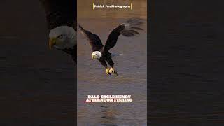Henry the Bald Eagle snags a fish in golden light—pure wild majesty 🦅✨ HD #viral #wildlife #fishing