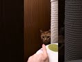 久しぶりにうめしゃんに会いにきました👩🏻👦🏻指を出したら「クンクン🐱」しにきてくれたけど、ビビるしゃおりでした！😂