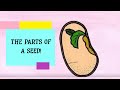 Seed Structures and Types: Monocots vs Dicots