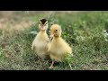 The Ducklings Made us Tired Today