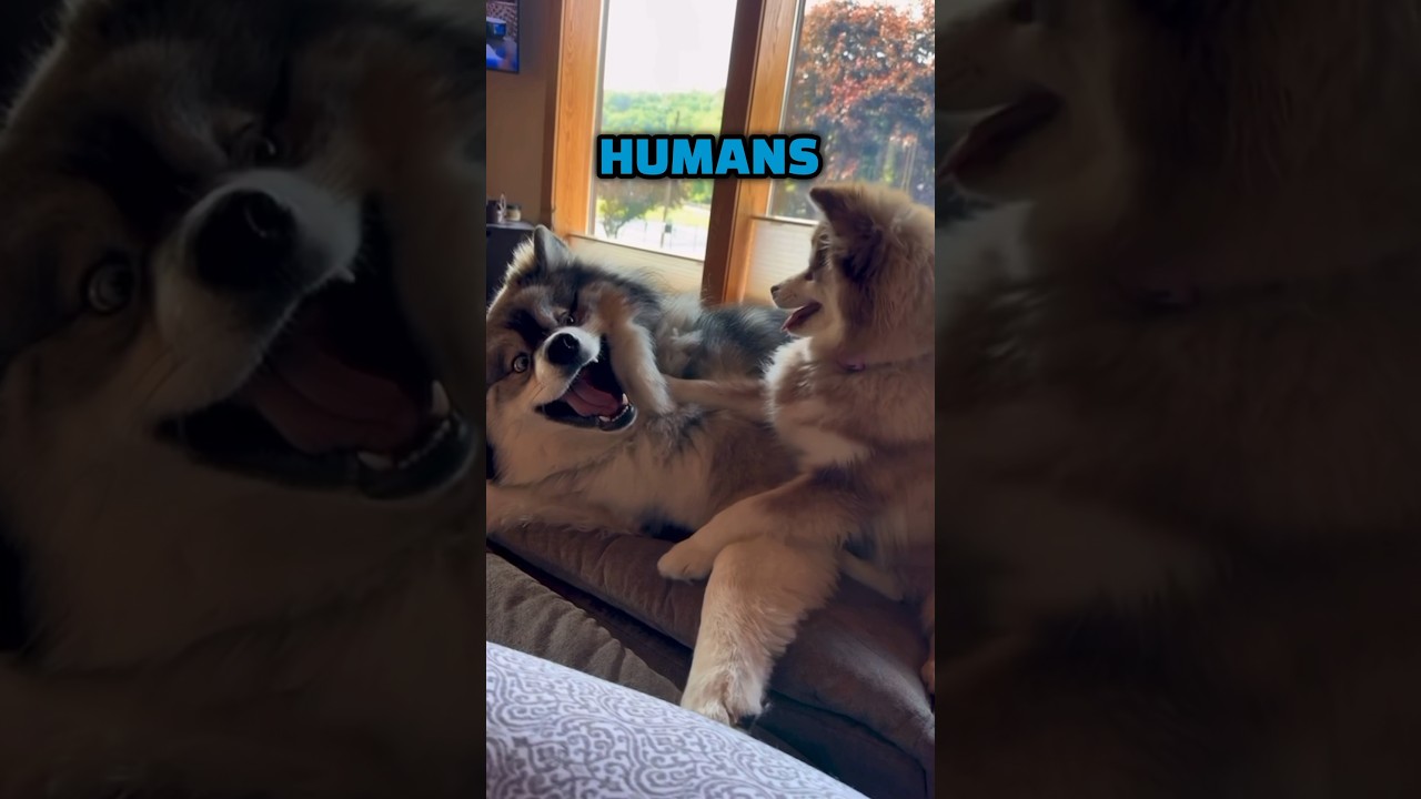 Pomsky dog’s Best buddy 🐶 - YOU are my Best Friend ❤️🐕🥰!