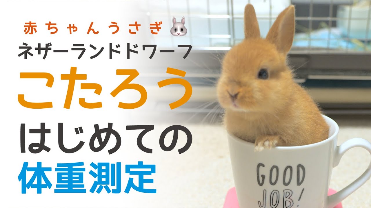 赤ちゃんうさぎの体重測定 マグカップうさぎの誕生 ネザーランドドワーフ こたろう お迎えして3日目の体重は Youtube