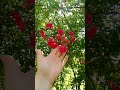 Кисловодск, Долина роз.#кисловодск#subscribe#rose#розы#подпишись#naturalbeauty#russia#красота