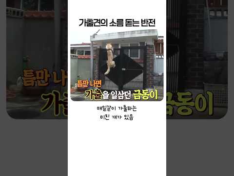 주인이 피하던 산책길을 홀로 찾아간 강아지의 뭉클한 진실