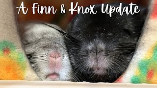 Finn & Knox: Atlanta Update