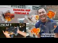 PANTESAN IKANNYA GEDE SEMUA, JADI INI RAHASIA IKAN KOKI GENDUT DAN BULKY ALA REZA GOLDFISH FARM !!!