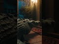 🐯🐶🐱 Brave Cat Jumps on Crocodile to Protect the House | CCTV Animal World