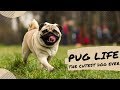 TIKTOK| PUG LIFE - The King of Meme on Internet - Dog Breeds Compilations