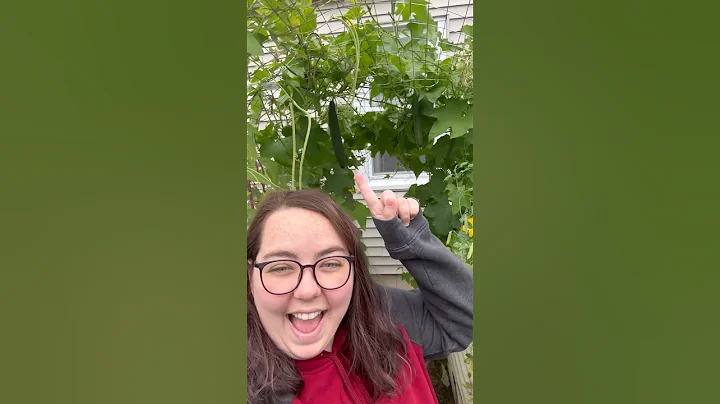 An Update On Growing Loofahs | Growing Sponges In My Garden