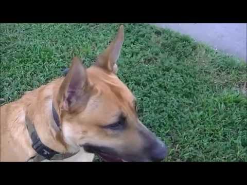 Mojo (2 yo Great Dane/Shepherd Mix) Before and After Video-Off Leash K9 Training, Tampa Bay