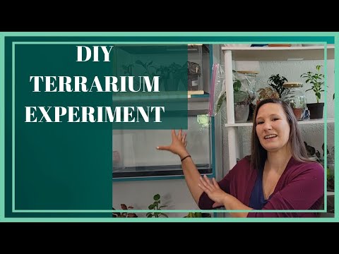 DIY Terrarium |