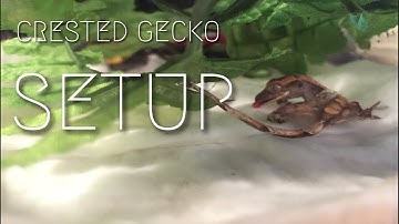 How to Setup a Hatchling Crested Gecko