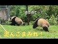 10/6双子パンダ雨の中で大暴れ！泥んこまみれになっちゃった💦giantpanda @tokyo 上野動物園