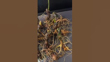 9 củ 620 gram sâm ngọc linh chuẩn gen hàng già đanh tuyển ,từng củ giá cửa rừng . #sâm_ngọc_linh