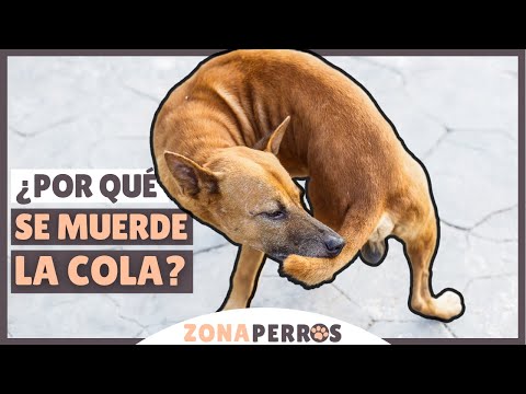 Video: ¿Cómo evitar que los perros se muerdan la cola?