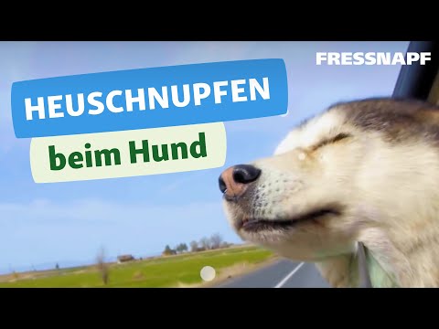 Video: Beeinflussen Hirschpfeifen Hunde?