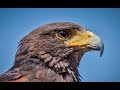 Falconry: Intro to Harris Hawks