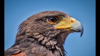 Falconry: Intro to Harris Hawks