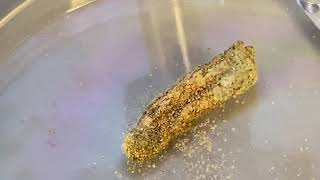 Super Worm Eggs and Babies (Morio) Microscope Cool Science for Kids Life Cycle Food Chain