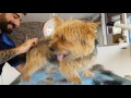 Oscar. Norwich Terrier hand-stripping before and after の動画、YouTube動画。