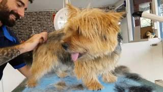 Oscar. Norwich Terrier handstripping before and after