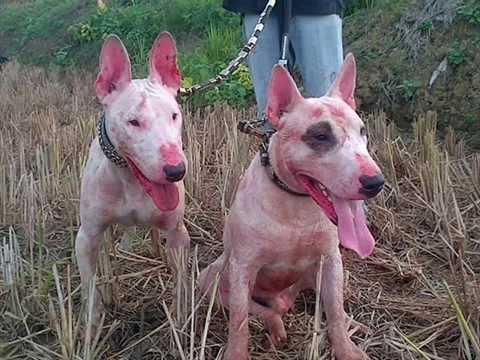 kohati bull terrier