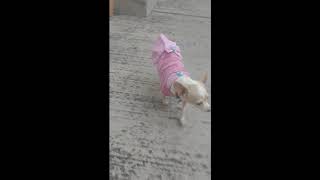 Tsuky el perrito runway