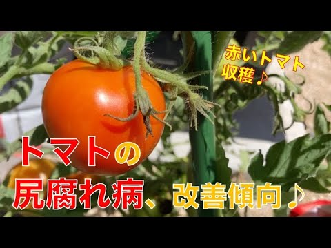 トマト栽培 赤いトマト収穫 尻腐れ病が改善傾向 やったことはたった１つ Youtube