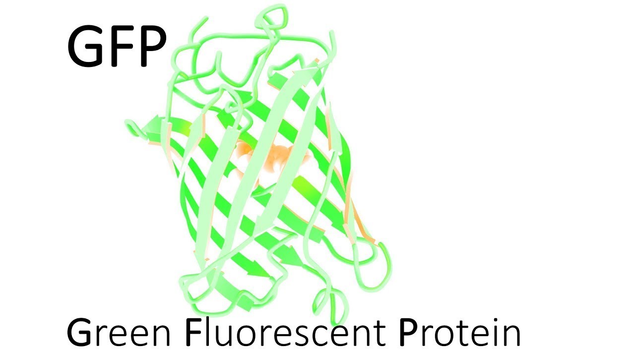 Green Fluorescent Protein Applications - 3 Minutes Microlearning