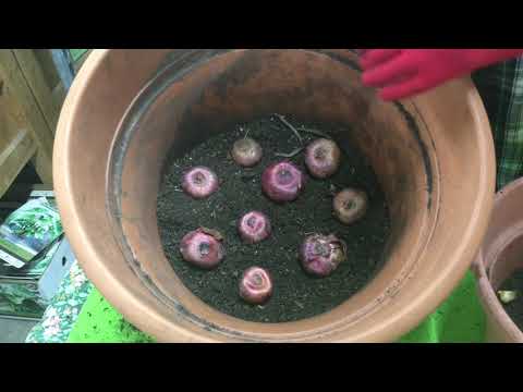 Video: Growing Gladioli In Pots