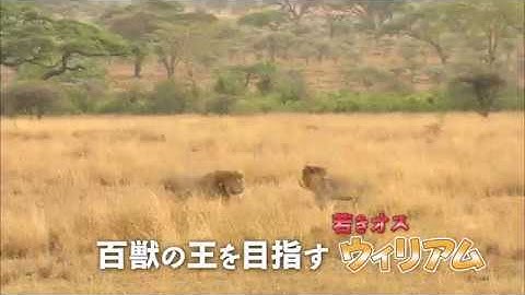 『劇場版 ダーウィンが来た！ アフリカ新伝説』予告編