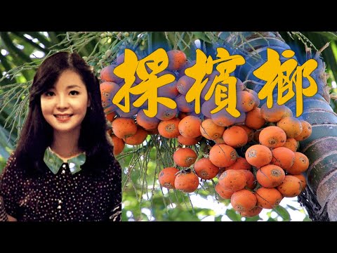 鄧麗君 採檳榔 鄧麗君六歲時學會的第一首歌曲 這首1982年在 香港演唱 懷念經典老歌回味