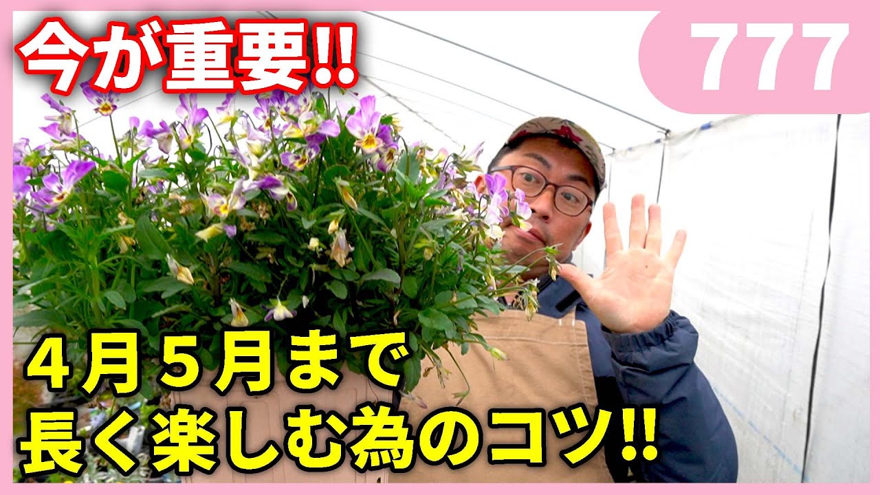 Spring Pansy Viola Care Tips by Gardening Channel 777 Gardening