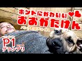 【ベスト10】ホントにかわいい大型犬【P1グランプリ】