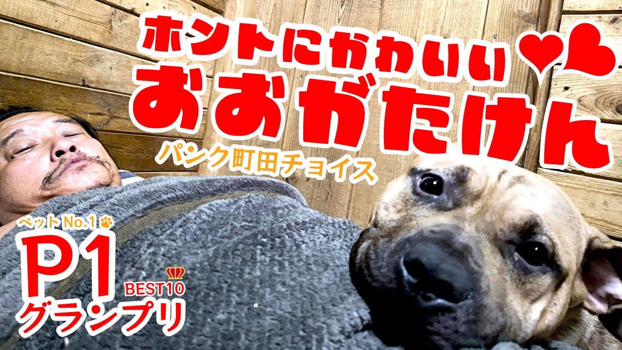 大型犬用ゲージ   パンク町田氏製作の品です パンク町田のオススメ！ 「役立つ」カテゴリのオススメ情報 1ページ