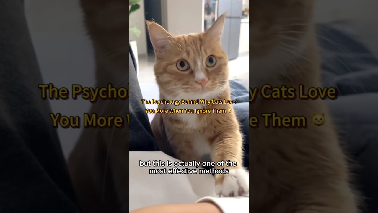 How Intermittent Reward Builds Deeper Trust With Your Cat | Cat Psychology Explained 