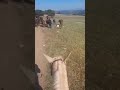 Ovelheiro Funcional